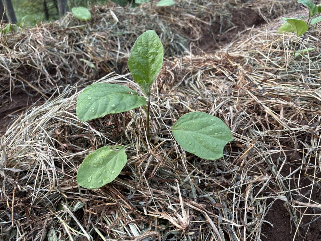 IMG_3958-1024x768 夏野菜の定着