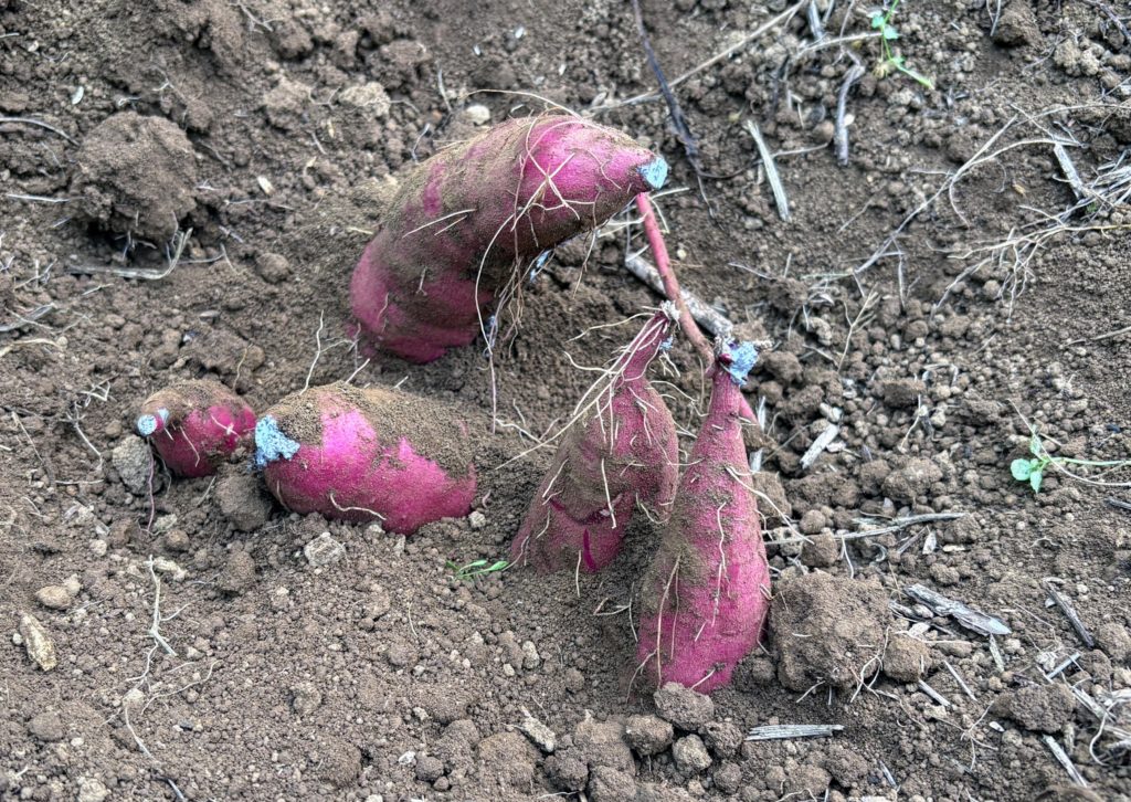 IMG_3962-1024x726 重宝な食器洗剤