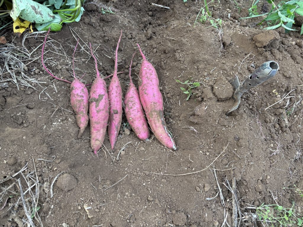 IMG_3965-1024x768 重宝な食器洗剤