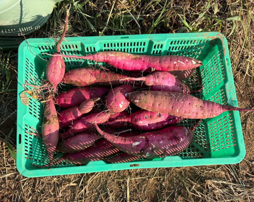 IMG_3969-1024x813 重宝な食器洗剤