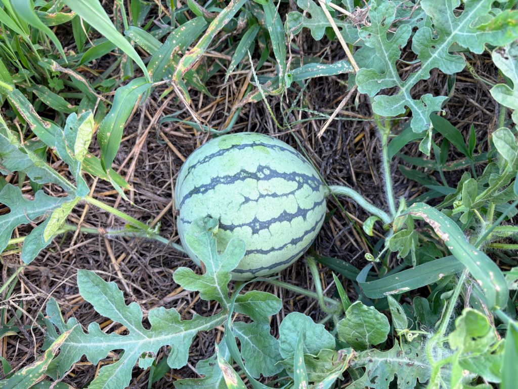 IMG_3972-1024x768 重宝な食器洗剤