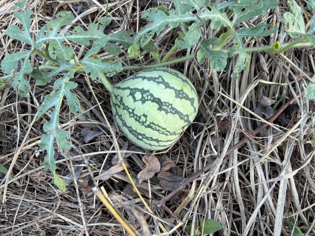 IMG_3973-1024x768 重宝な食器洗剤