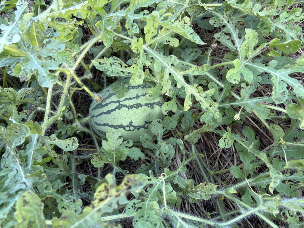 IMG_3974-1024x768 重宝な食器洗剤