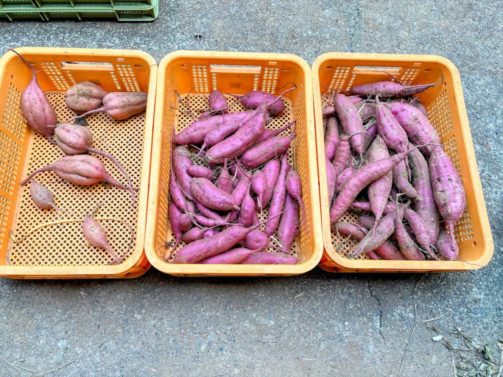 IMG_3976-EDIT-1024x768 薩摩芋の試し掘り