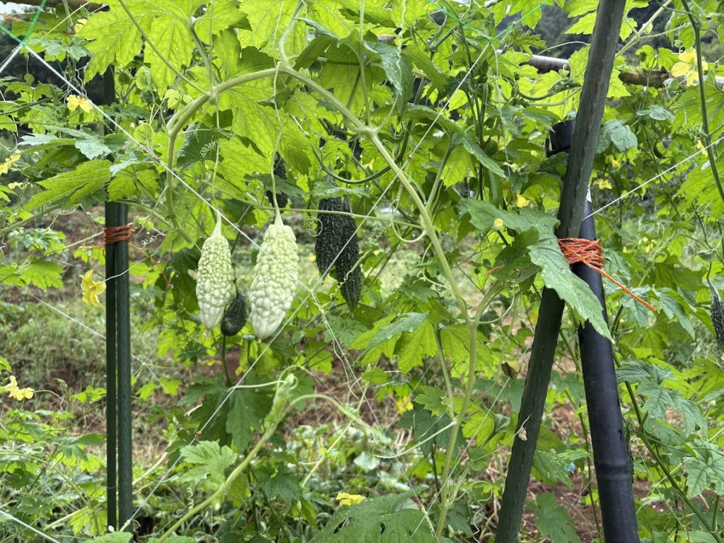 IMG_4028-1024x768 恵みの雨