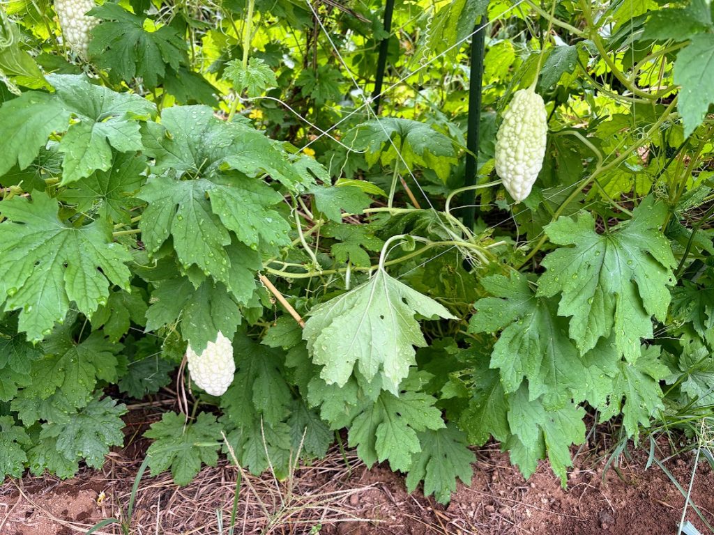 IMG_4029-1024x768 恵みの雨