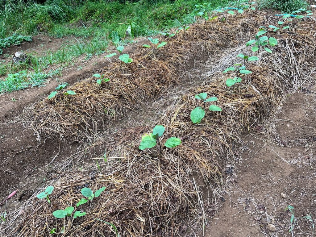 IMG_4031-1024x768 恵みの雨