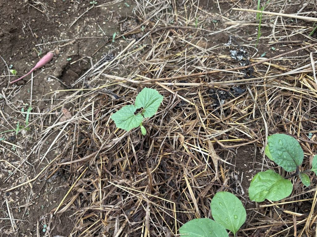 IMG_4032-1024x768 恵みの雨