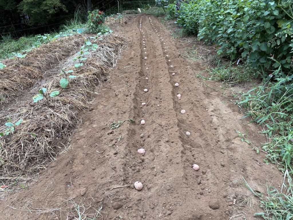 IMG_4036-1024x768 恵みの雨