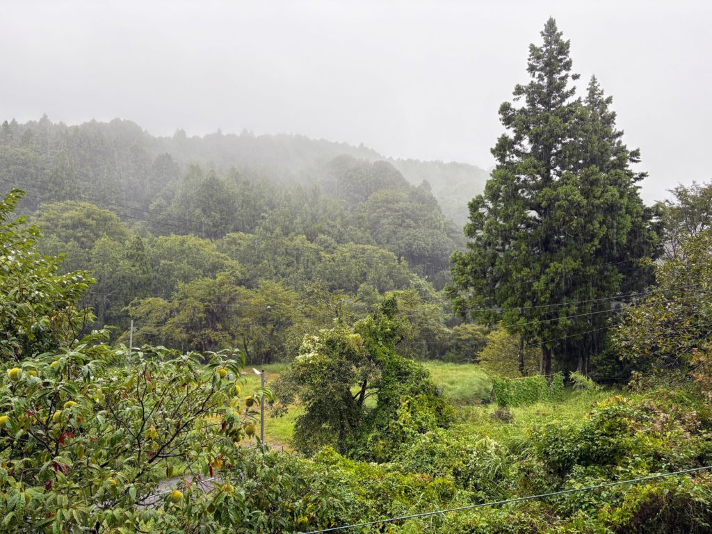 IMG_4039-1-1024x768 A Very Rainy Day