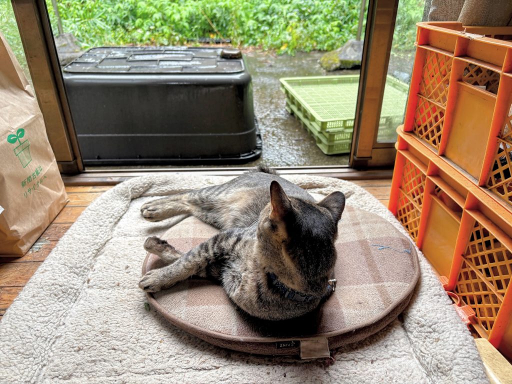 IMG_4041-EDIT-1024x768 A Very Rainy Day