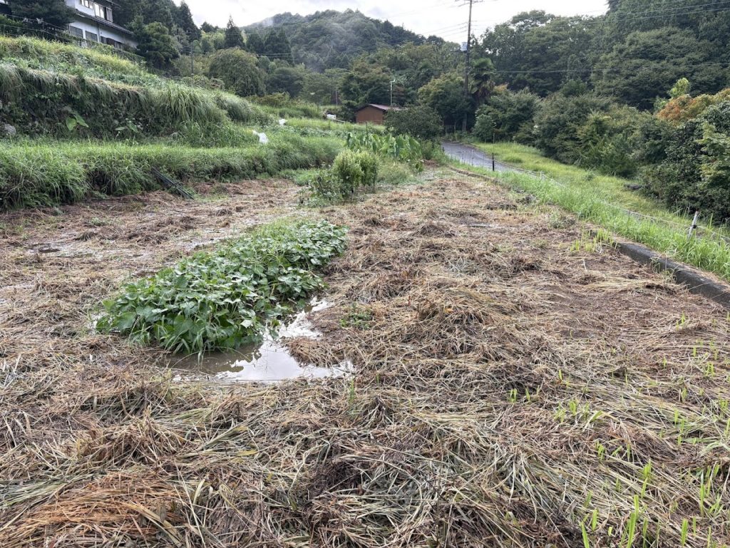 IMG_4065-1024x769 A Very Rainy Day