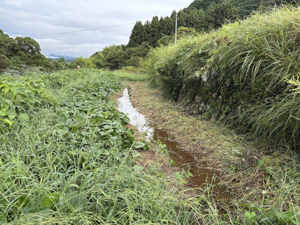 IMG_4069-1024x769 A Very Rainy Day