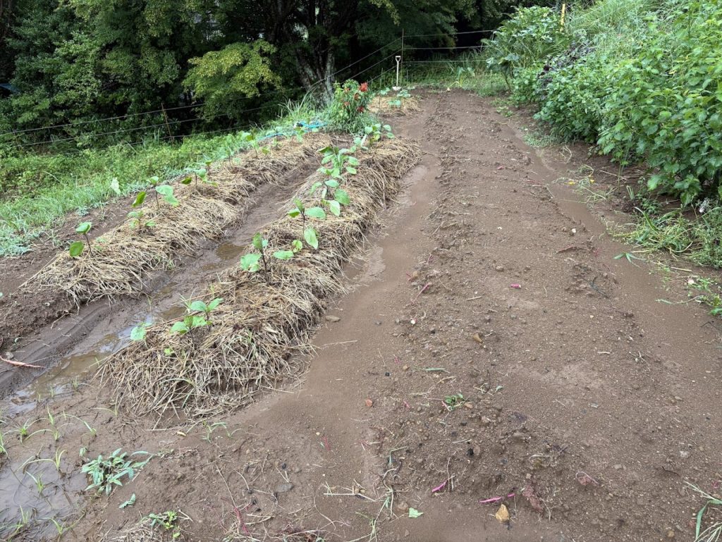 IMG_4071-1024x769 A Very Rainy Day