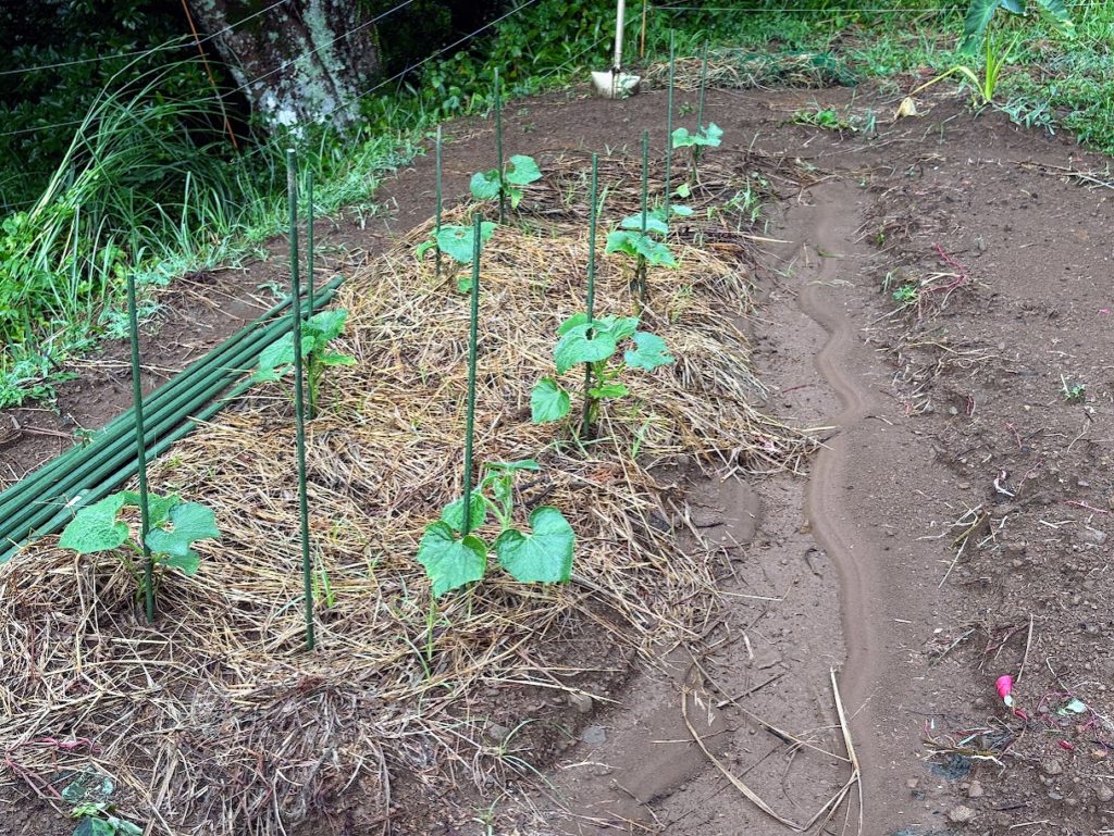 IMG_4072-1-1024x769 A Very Rainy Day