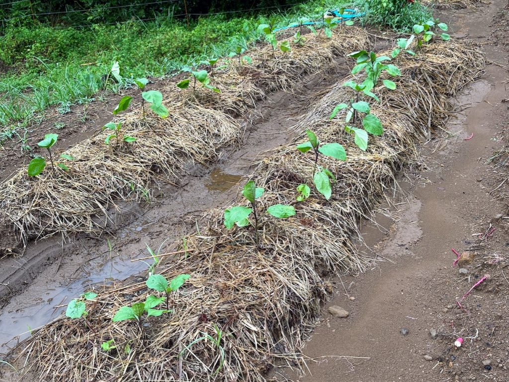 IMG_4073-1024x769 A Very Rainy Day