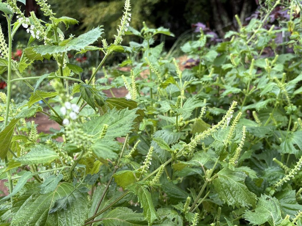 IMG_4076-1024x769 A Very Rainy Day