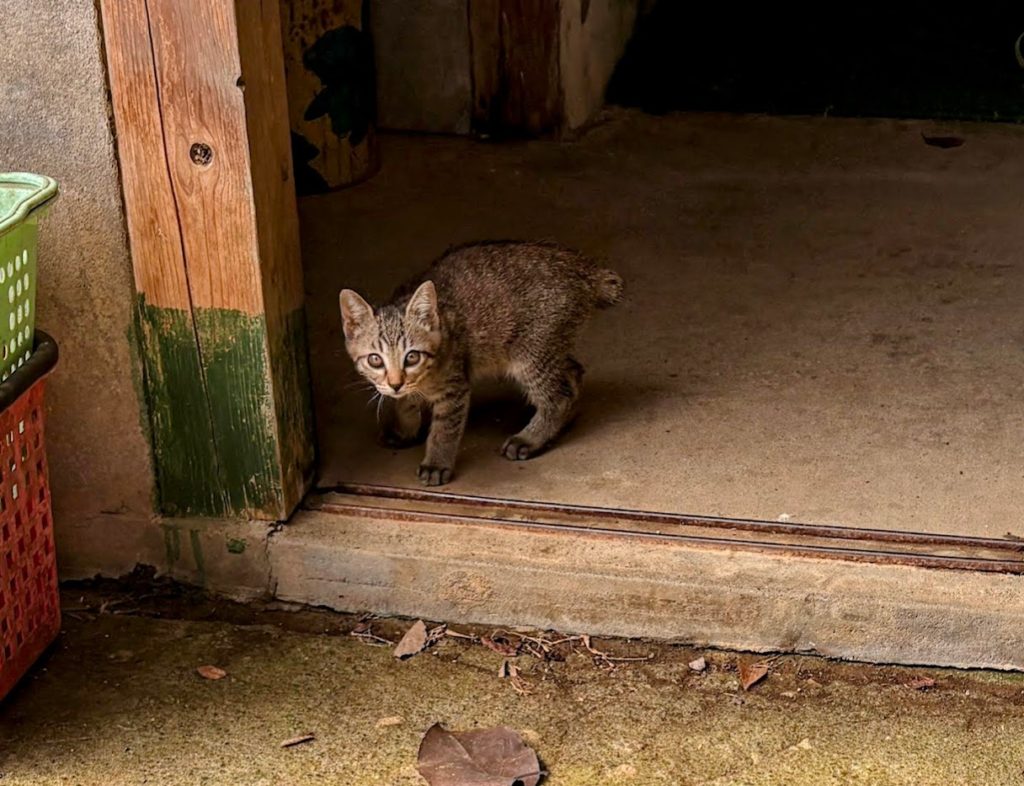 IMG_4087-EDIT-1024x786 マイコス米