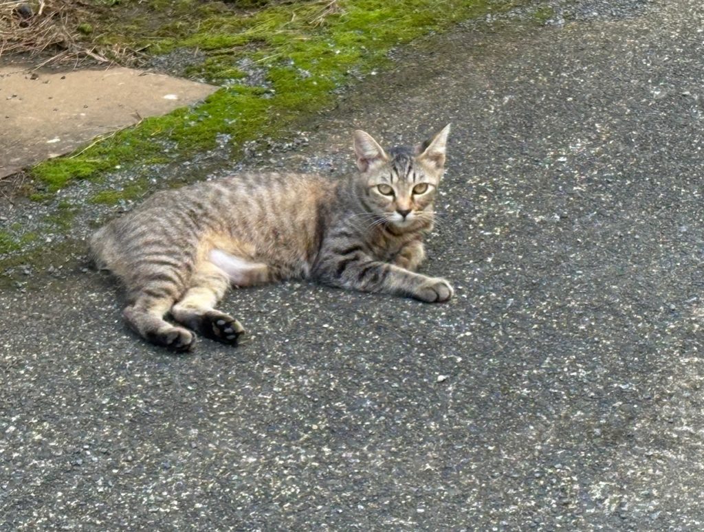 IMG_4089-1024x774 マイコス米