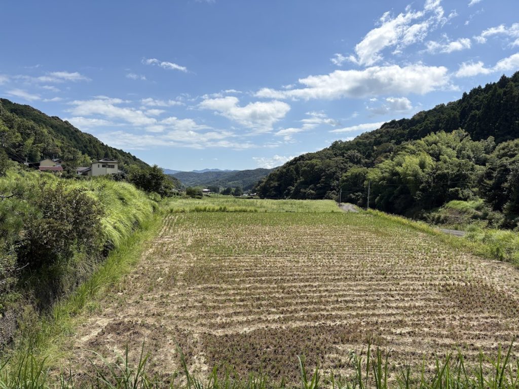 IMG_4090-1024x768 マイコス米