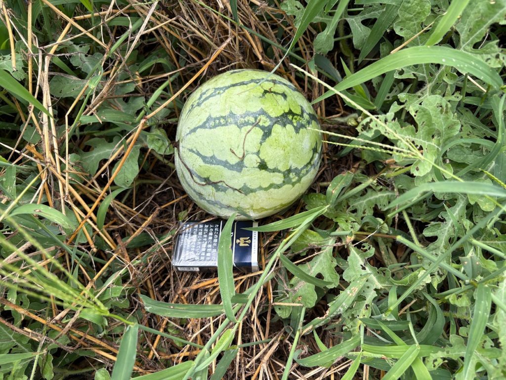 IMG_4096-1024x768 マイコス米