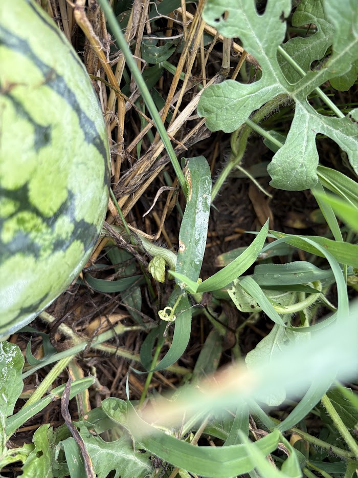 IMG_4097 マイコス米