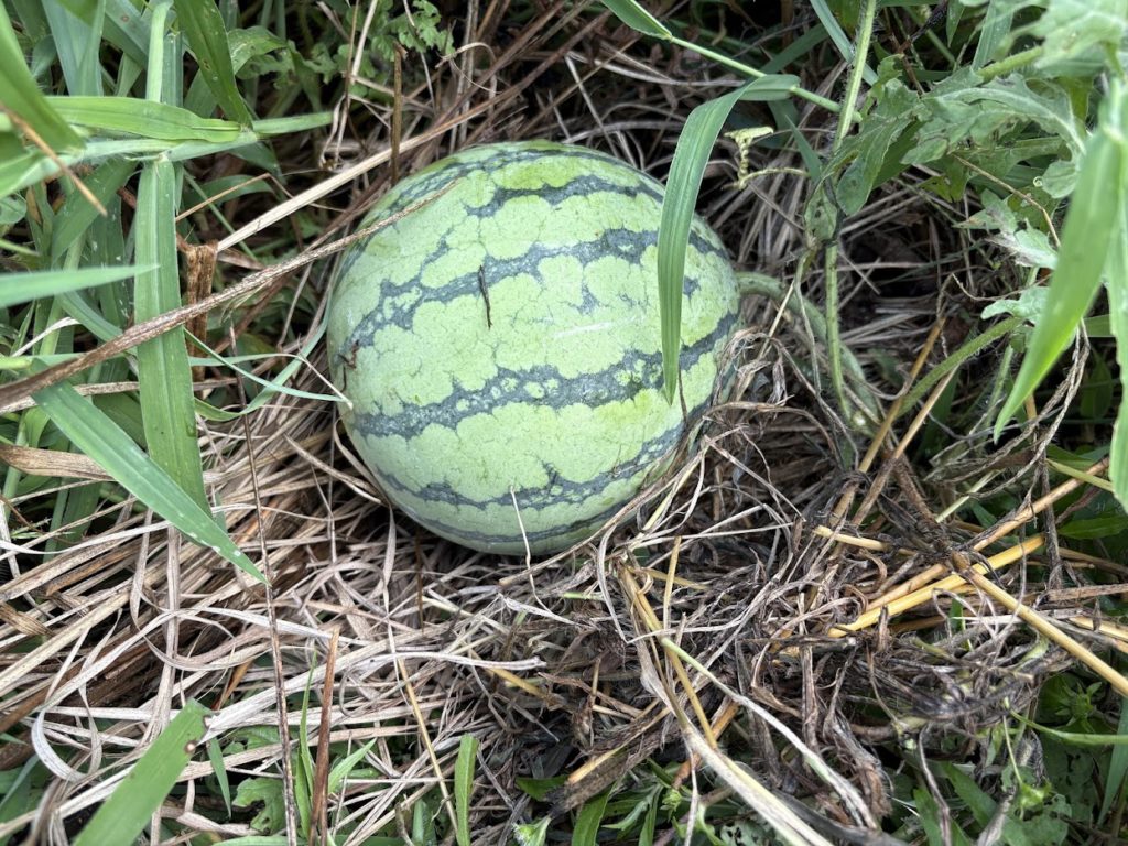 IMG_4098-1024x768 マイコス米