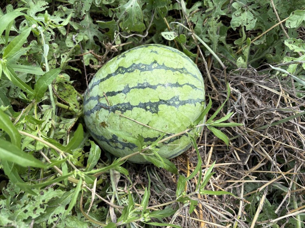 IMG_4099-1024x768 マイコス米