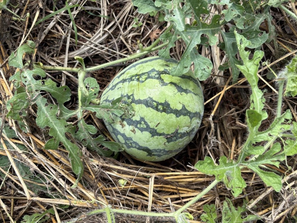 IMG_4100-1024x768 マイコス米