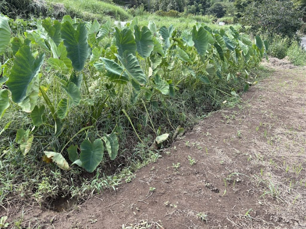 IMG_4101-1024x768 マイコス米