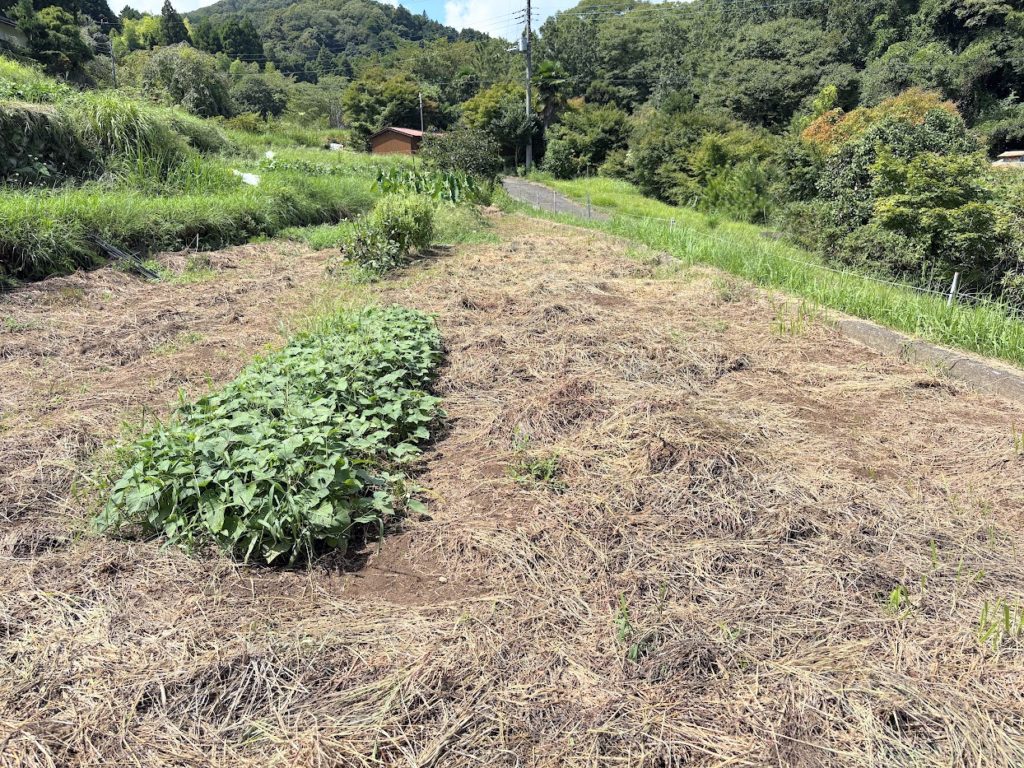 IMG_4102-1024x768 マイコス米