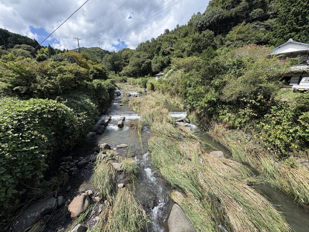 IMG_4104-1024x768 マイコス米