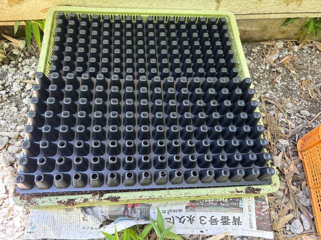 IMG_4114-1024x768 早生＆極早生玉葱の播種