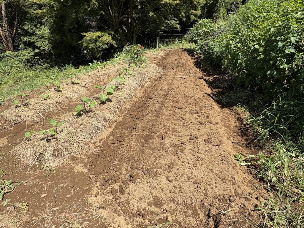 IMG_4115-1024x768 早生＆極早生玉葱の播種