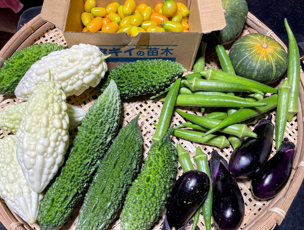 IMG_4117-EDIT-1024x776 早生＆極早生玉葱の播種