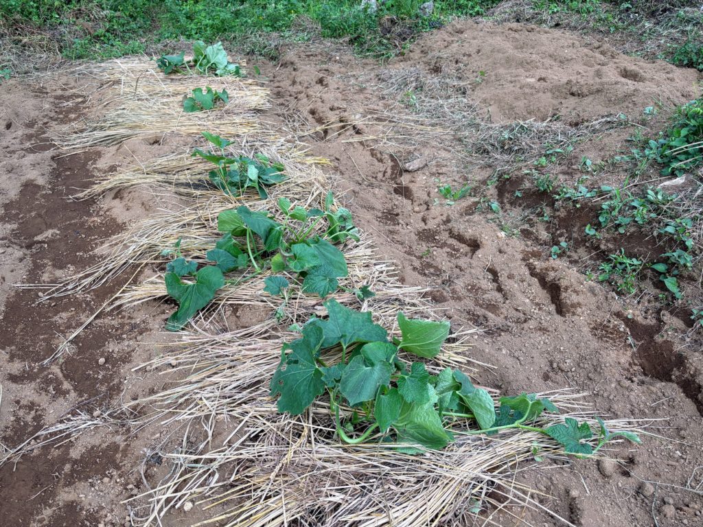 IMG_4213-1024x768 諸行無常