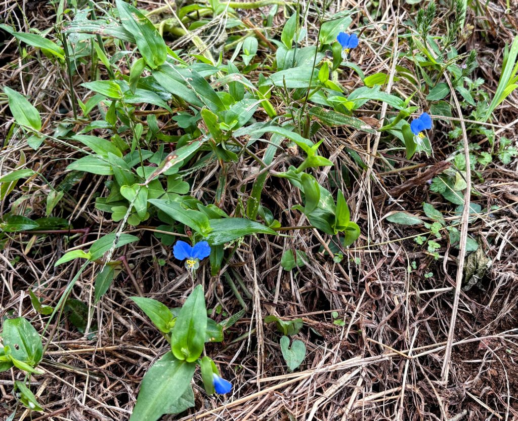 IMG_4216-EDIT-1024x832 秋茄子は順調に育っている