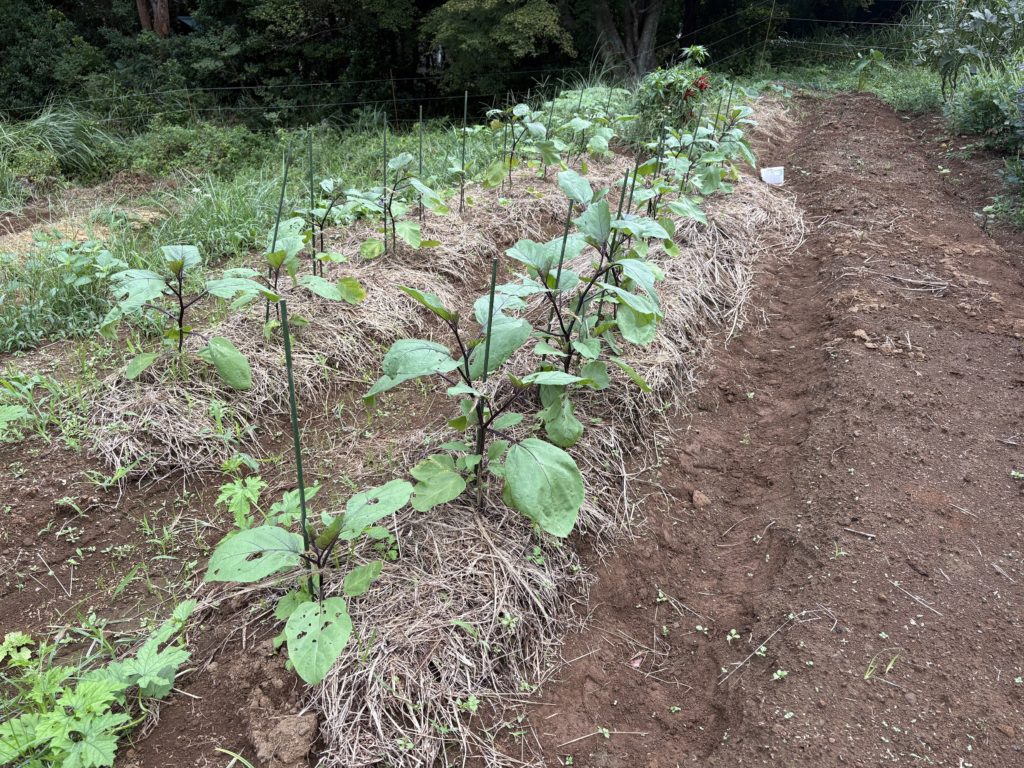 IMG_4217-1024x768 秋茄子は順調に育っている