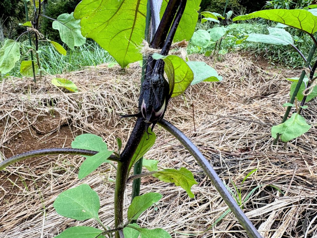 IMG_4218-EDIT-1024x768 秋茄子は順調に育っている