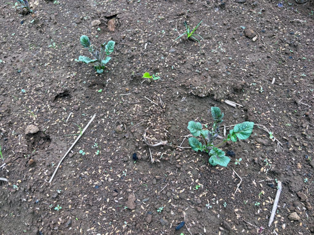 IMG_4220-1024x768 秋茄子は順調に育っている