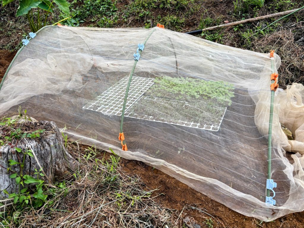 IMG_4222-EDIT-1024x768 秋茄子は順調に育っている