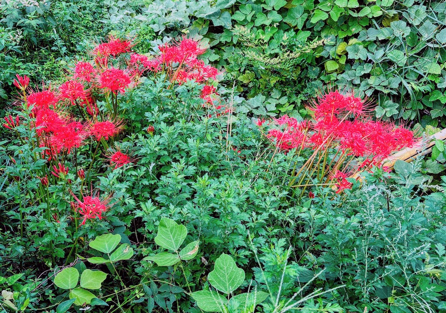 IMG_4224-EDIT-1 秋茄子は順調に育っている