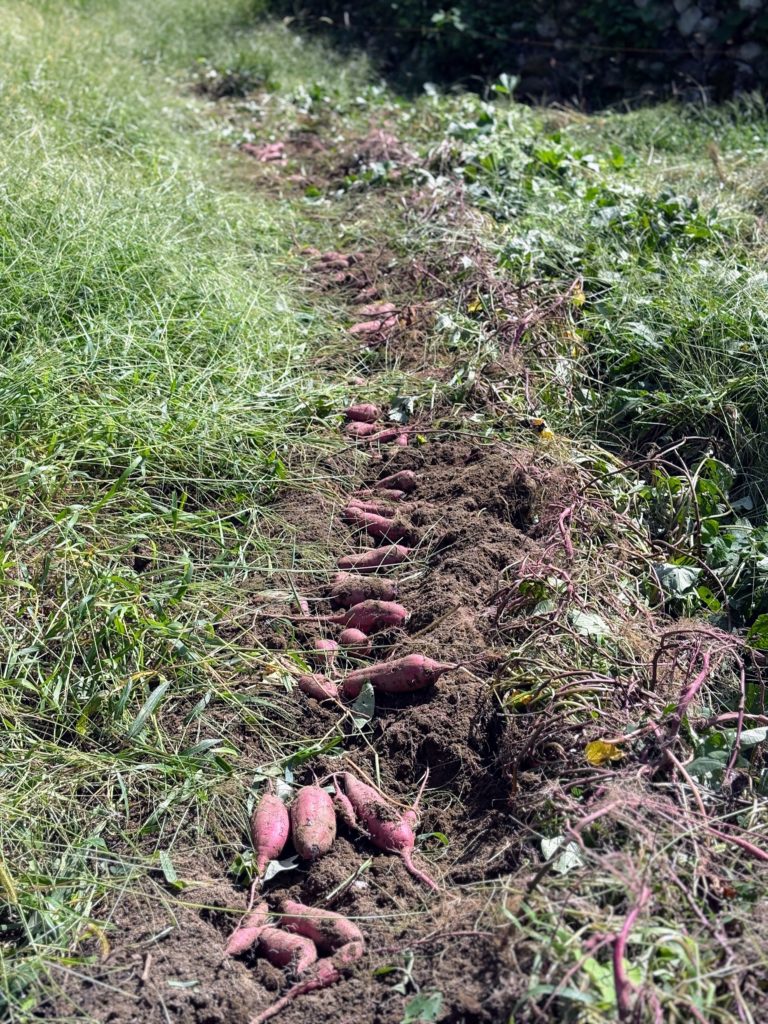 IMG_4245-768x1024 薩摩芋苗＆秋茗荷の収穫