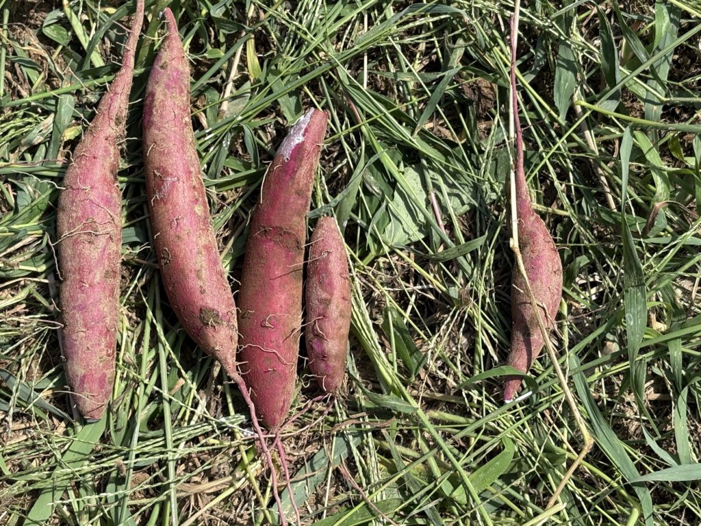 IMG_4249-1024x768 薩摩芋苗＆秋茗荷の収穫