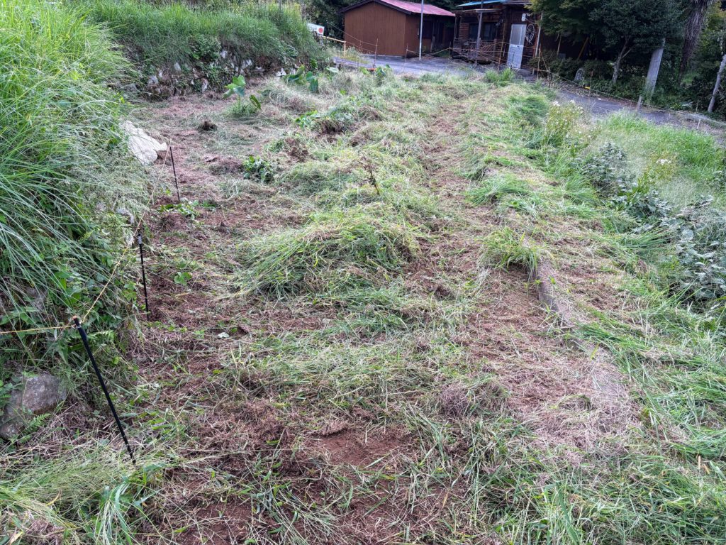 IMG_4256-1024x768 薩摩芋苗＆秋茗荷の収穫