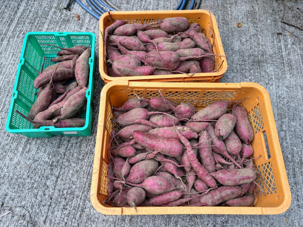 IMG_4257-1024x768 薩摩芋苗＆秋茗荷の収穫