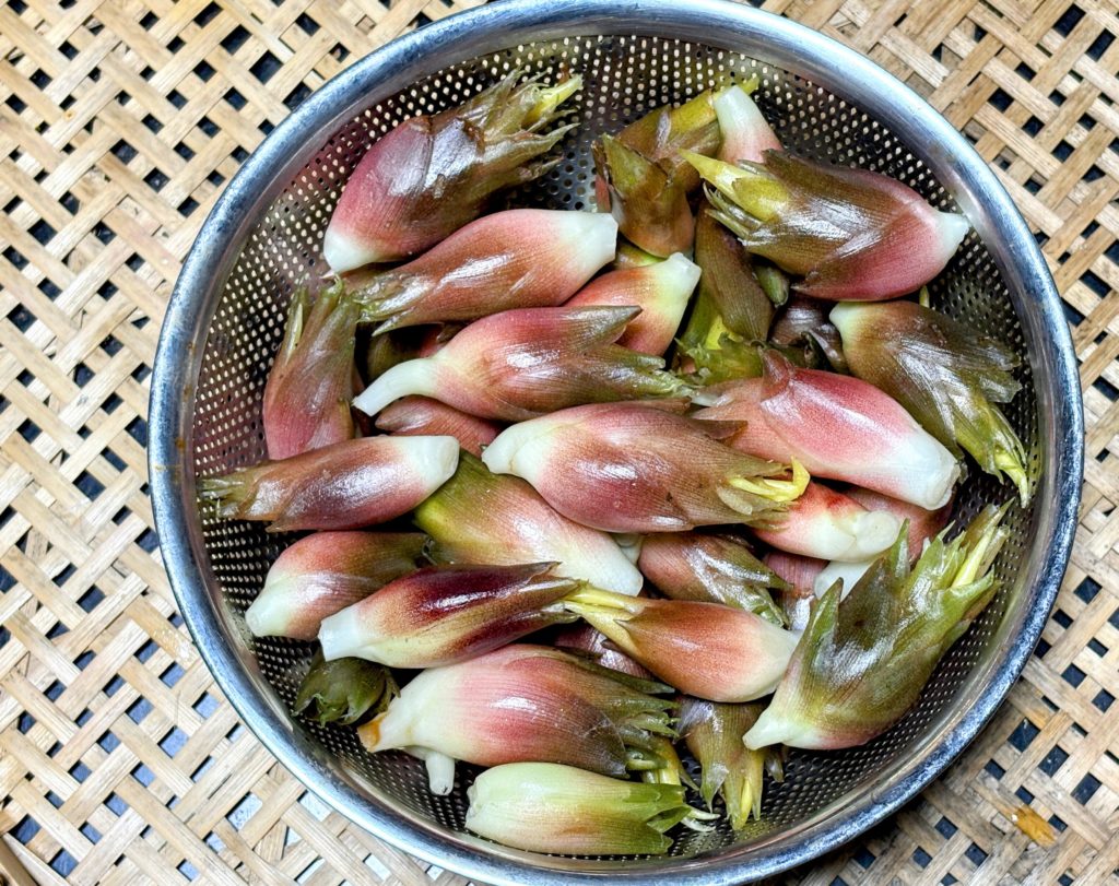 IMG_4265-EDIT-1024x811 薩摩芋苗＆秋茗荷の収穫