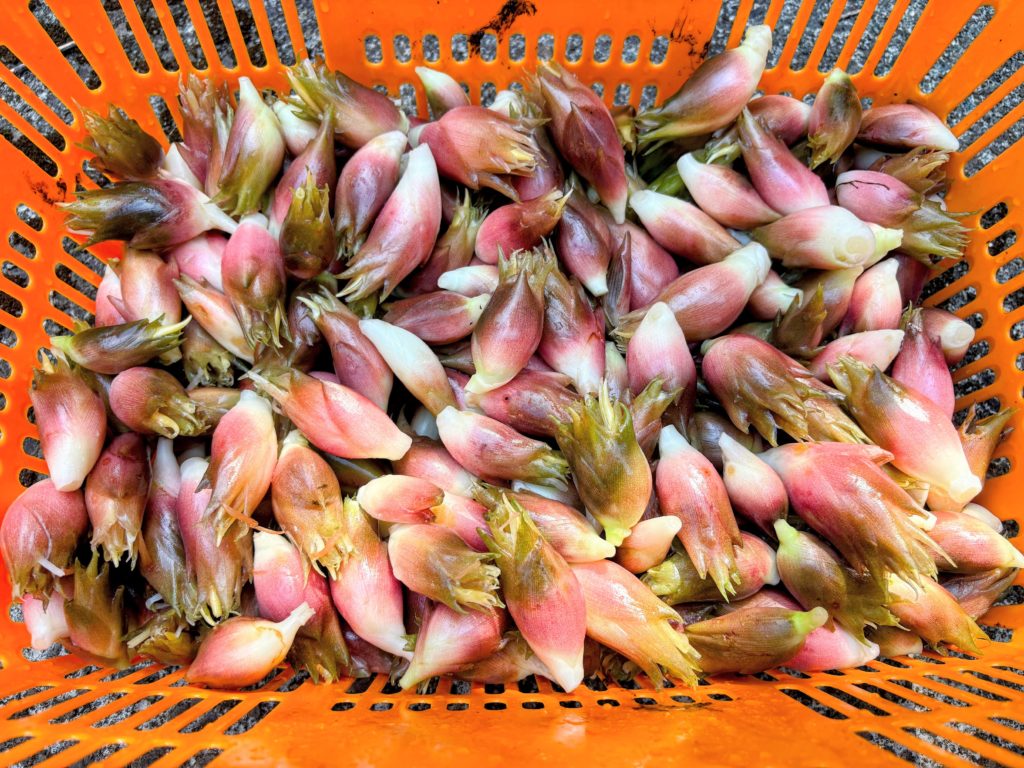 IMG_4271-EDIT-1024x768 究極の栄養食材「モリンガ」