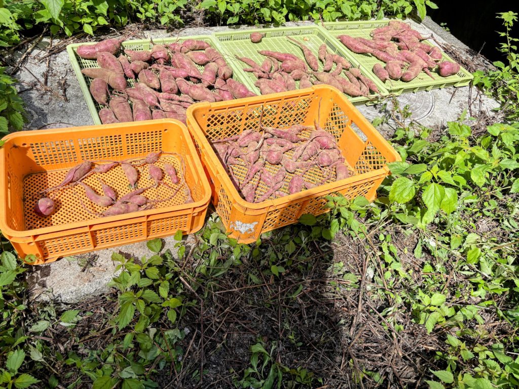 IMG_4279-EDIT-1024x768 開墾地の畑の様子