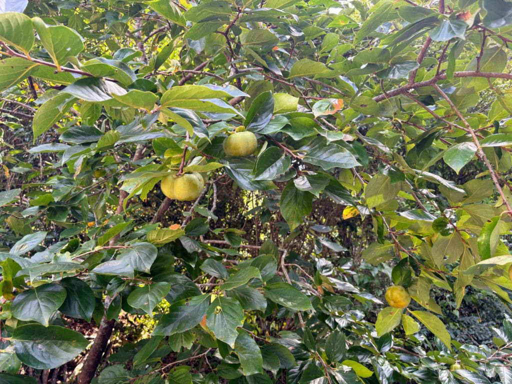 IMG_4280-1024x768 開墾地の畑の様子